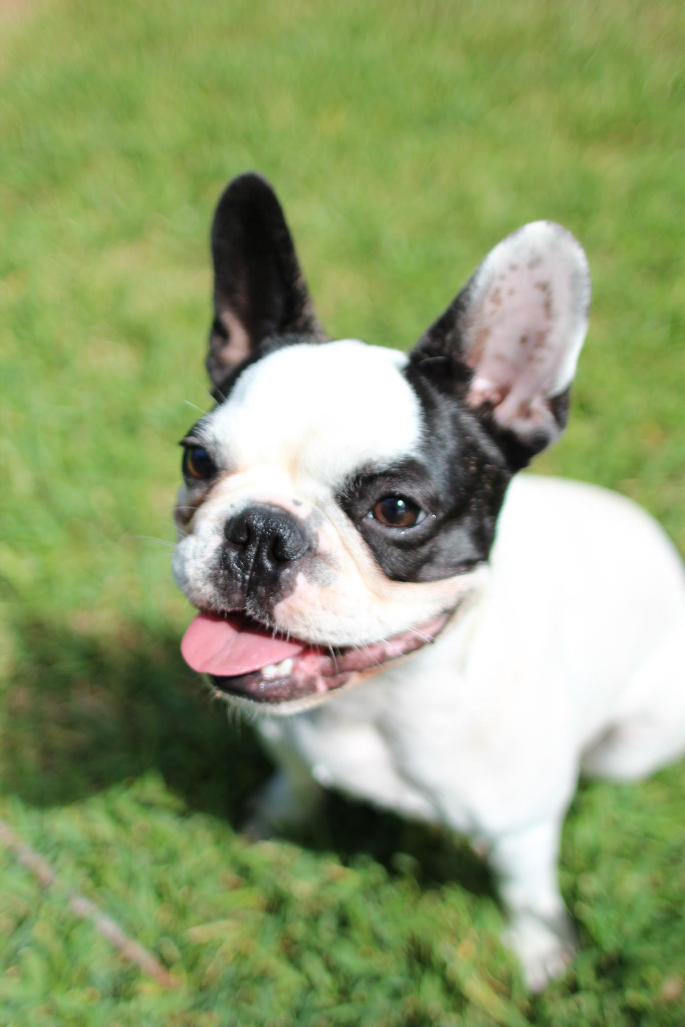  Wedding DJ Glenn Roush has a french bulldog puppy named Bruiser